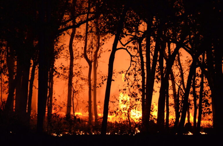 Bushfire Prevention Feature Image